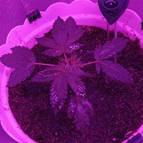 Critical Kush growlog timeline photo