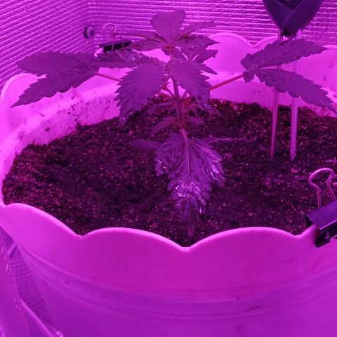 Critical Kush growlog timeline photo