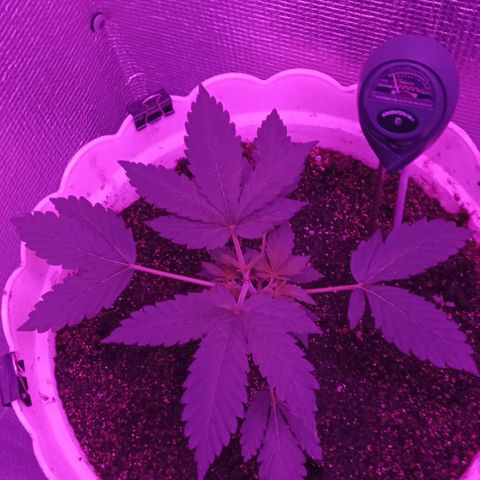 Critical Kush growlog timeline photo