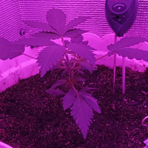 Critical Kush growlog timeline photo
