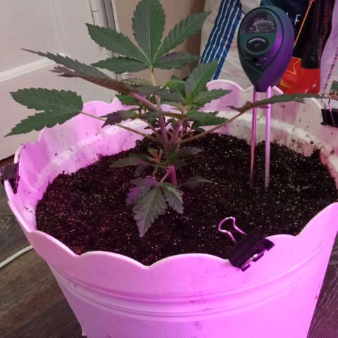Critical Kush growlog timeline photo