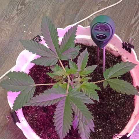 Critical Kush growlog timeline photo