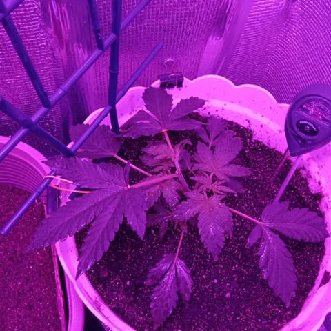 Critical Kush growlog timeline photo