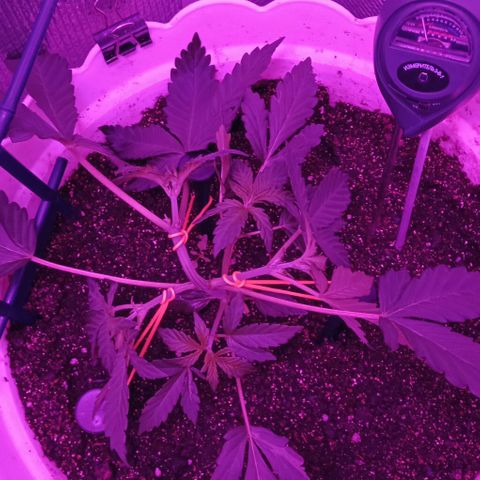 Critical Kush growlog photo: LST