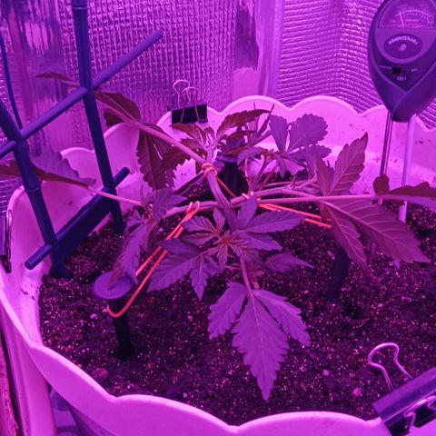 Critical Kush growlog photo: LST