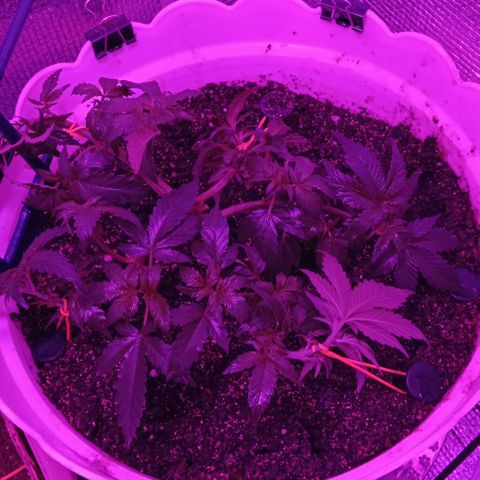Critical Kush growlog timeline photo