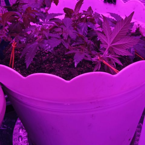 Critical Kush growlog timeline photo