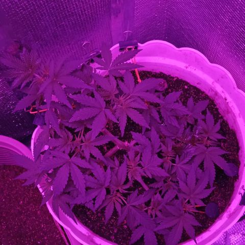Critical Kush growlog timeline photo