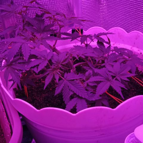 Critical Kush growlog timeline photo