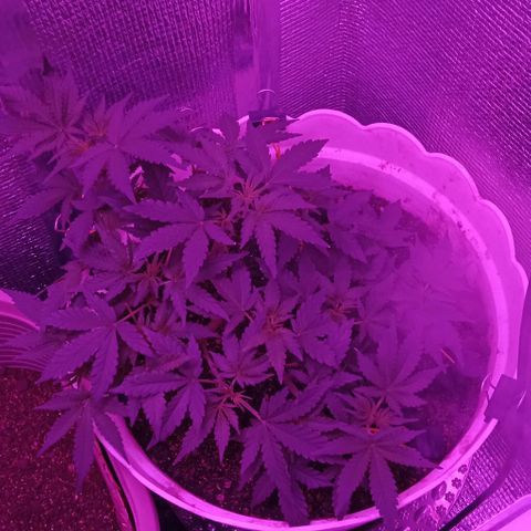 Critical Kush growlog timeline photo