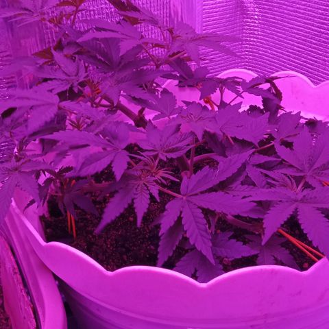 Critical Kush growlog timeline photo