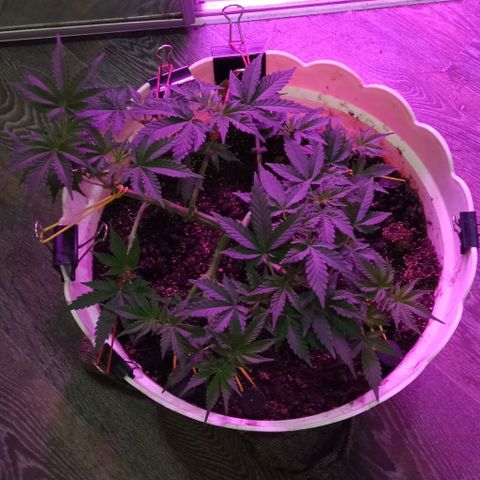 Critical Kush growlog timeline photo