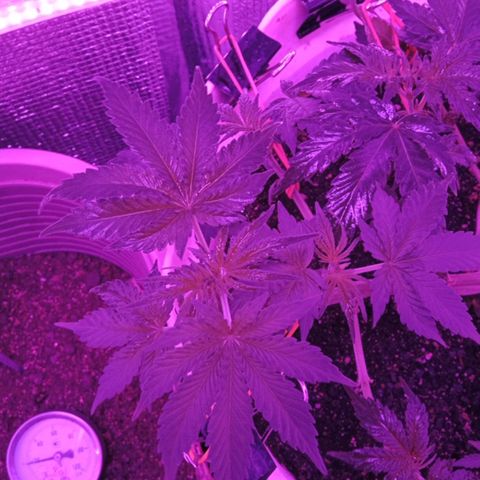 Critical Kush growlog timeline photo