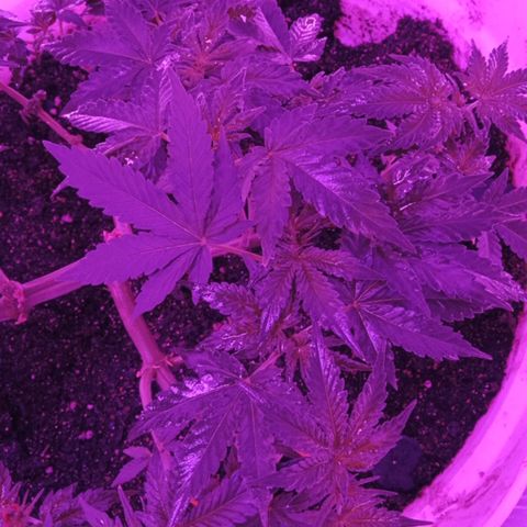 Critical Kush growlog timeline photo