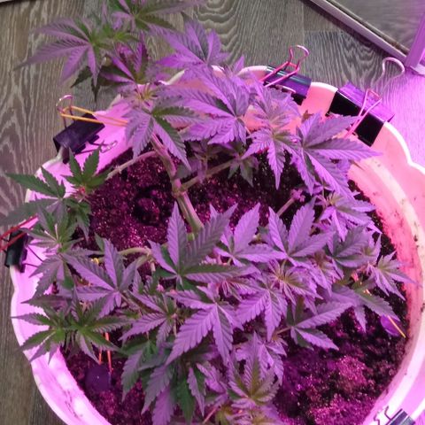 Critical Kush growlog timeline photo