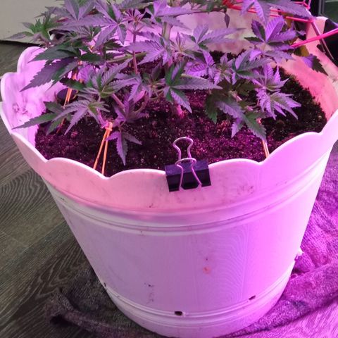 Critical Kush growlog timeline photo