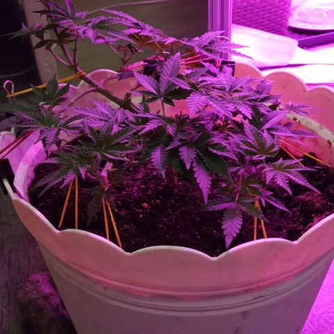 Critical Kush growlog timeline photo