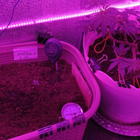 Critical Kush growlog timeline photo