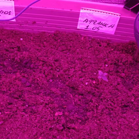 Critical Kush growlog timeline photo