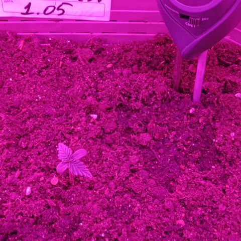 Critical Kush growlog timeline photo
