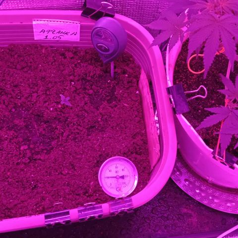 Critical Kush growlog timeline photo
