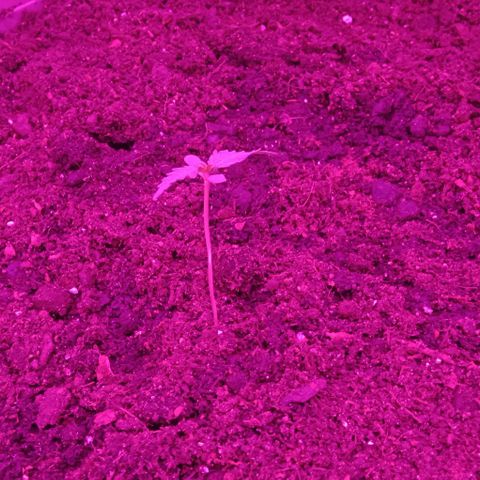 Critical Kush growlog timeline photo