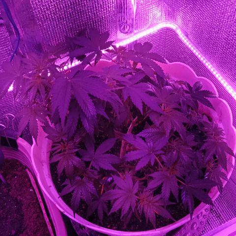 Critical Kush growlog timeline photo