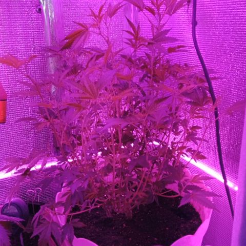 Critical Kush growlog timeline photo