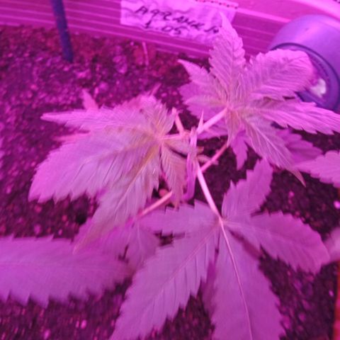 Critical Kush growlog timeline photo
