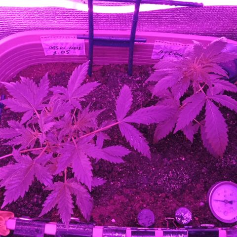 Critical Kush growlog timeline photo