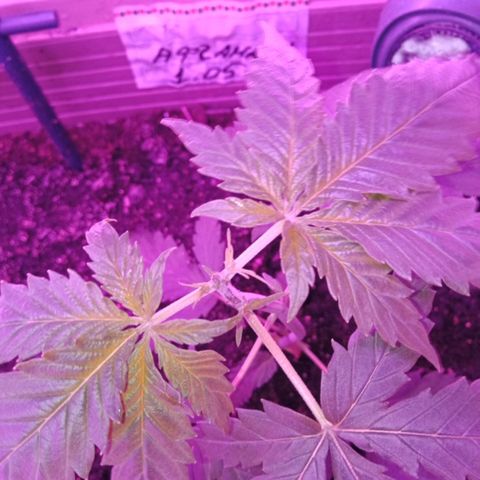 Critical Kush growlog timeline photo