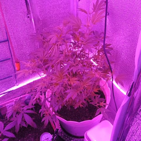 Critical Kush growlog timeline photo