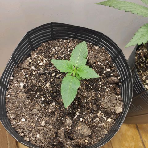 Genética desconhecida growlog timeline photo