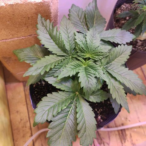Genética desconhecida growlog timeline photo