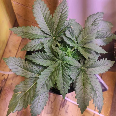 Genética desconhecida growlog timeline photo