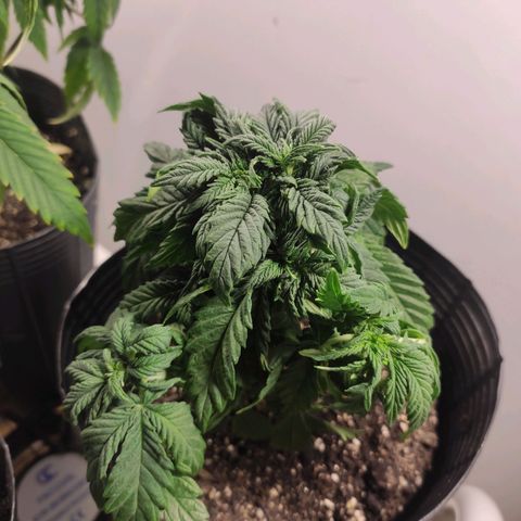 Genética desconhecida growlog timeline photo