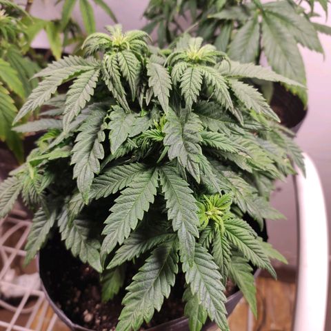 Genética desconhecida growlog timeline photo