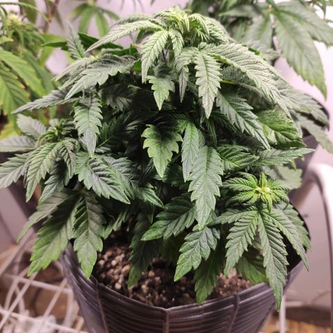 Genética desconhecida growlog timeline photo