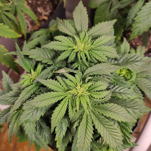 Genética desconhecida growlog timeline photo