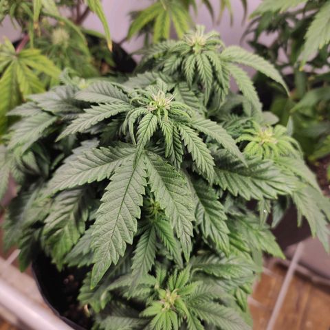 Genética desconhecida growlog timeline photo