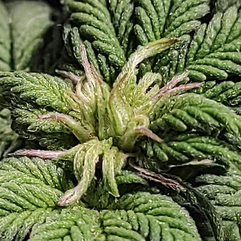 Genética desconhecida growlog timeline photo