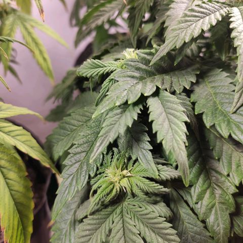 Genética desconhecida growlog timeline photo