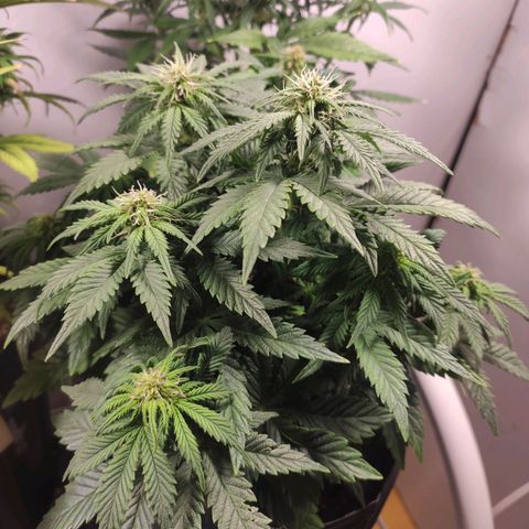 Genética desconhecida growlog timeline photo