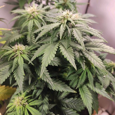 Genética desconhecida growlog timeline photo