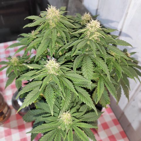 Genética desconhecida growlog timeline photo