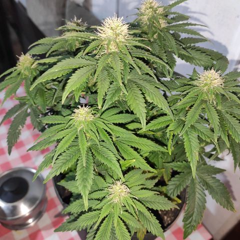 Genética desconhecida growlog timeline photo