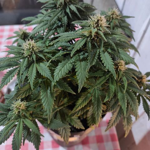 Genética desconhecida growlog timeline photo