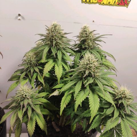 Genética desconhecida growlog timeline photo