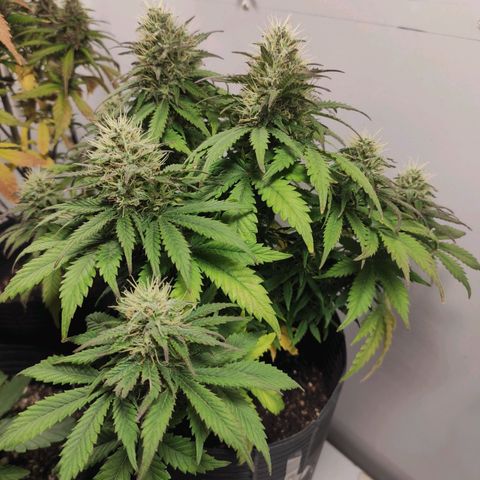 Genética desconhecida growlog timeline photo