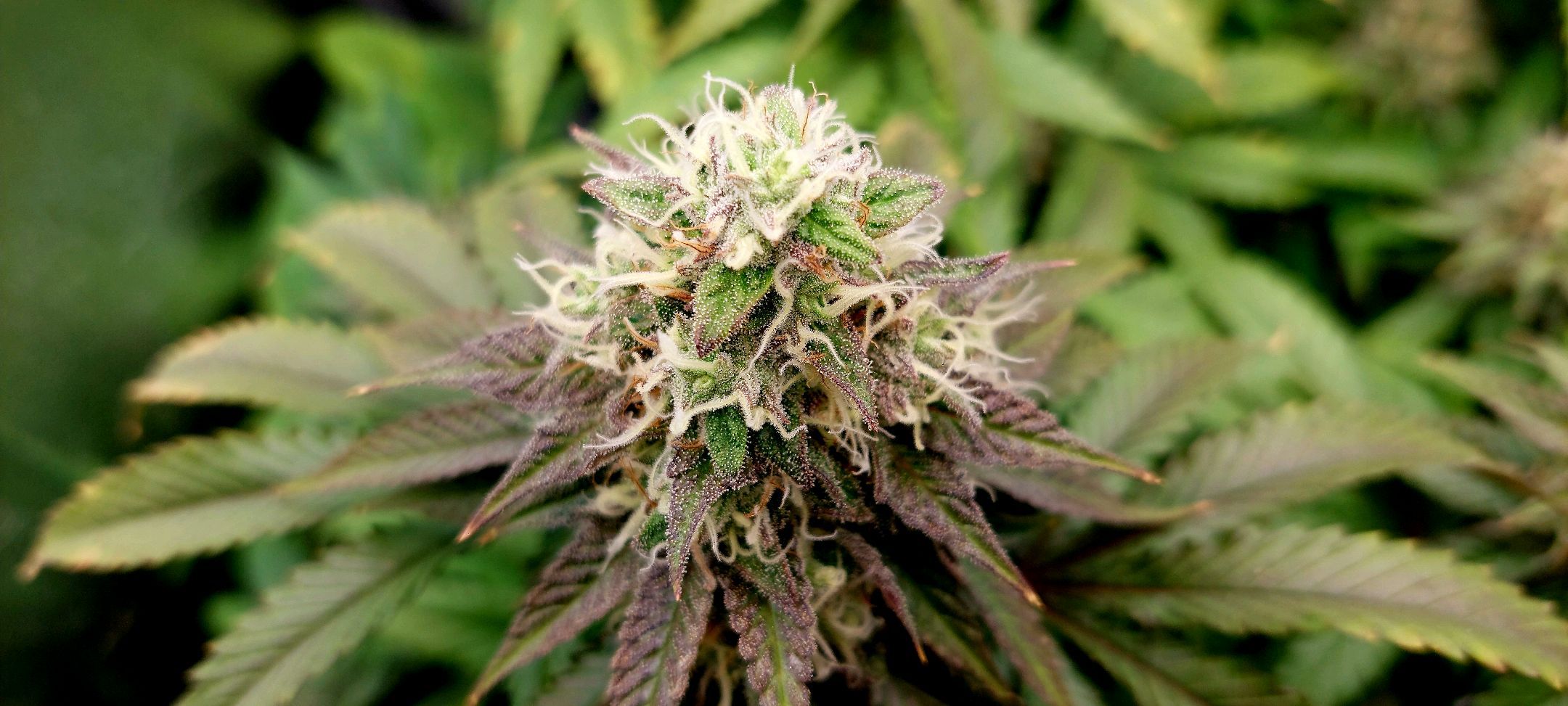 Wedding Gelato #1 growlog header